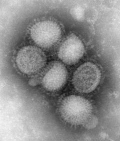 Um vírus nem sempre foi um vírus