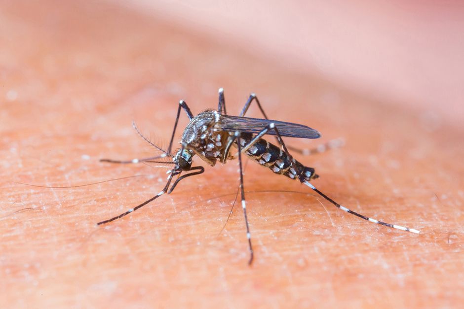 Zica: como nomear um vírus e um mosquito, entre outras dúvidas