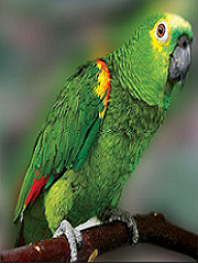 O papagaio que também se chama louro e as formas epá e opá