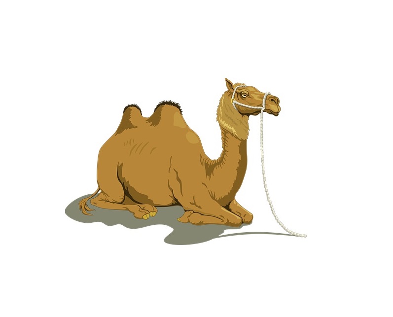 «Significados há muitos, seu camelo!»