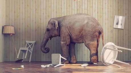 «Um elefante na sala»