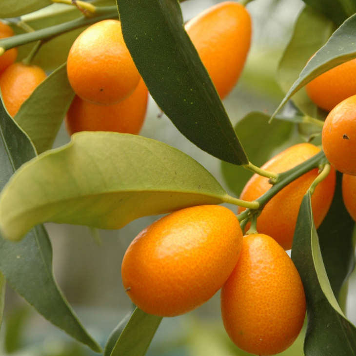 Cunquates Diversidades Ciberd vidas Da L ngua Portuguesa Cunquates Diversidades Ciberd vidas Da L ngua Portuguesa