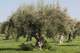 A oliveira