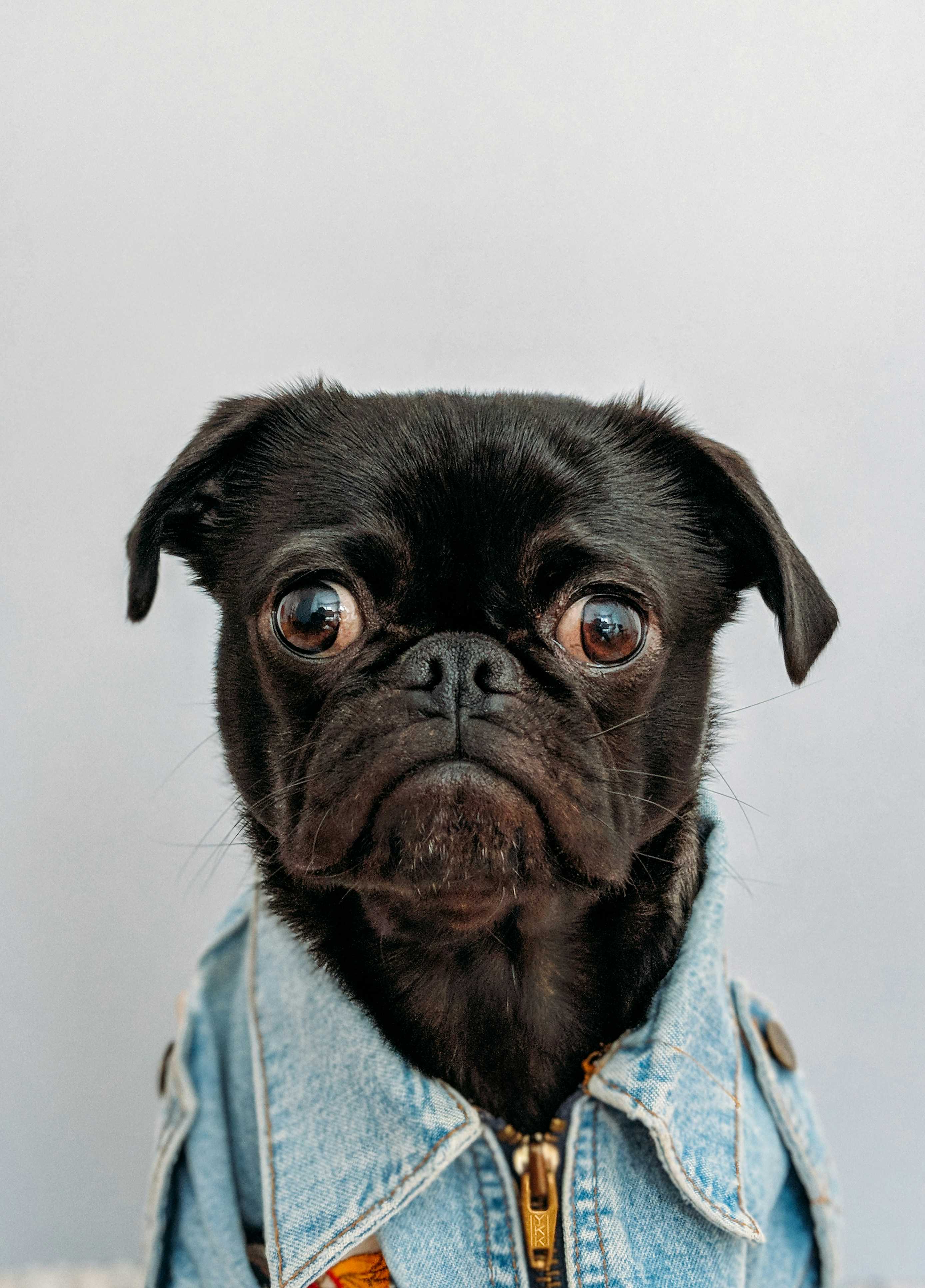 Qual é o nome do seu doguinho?