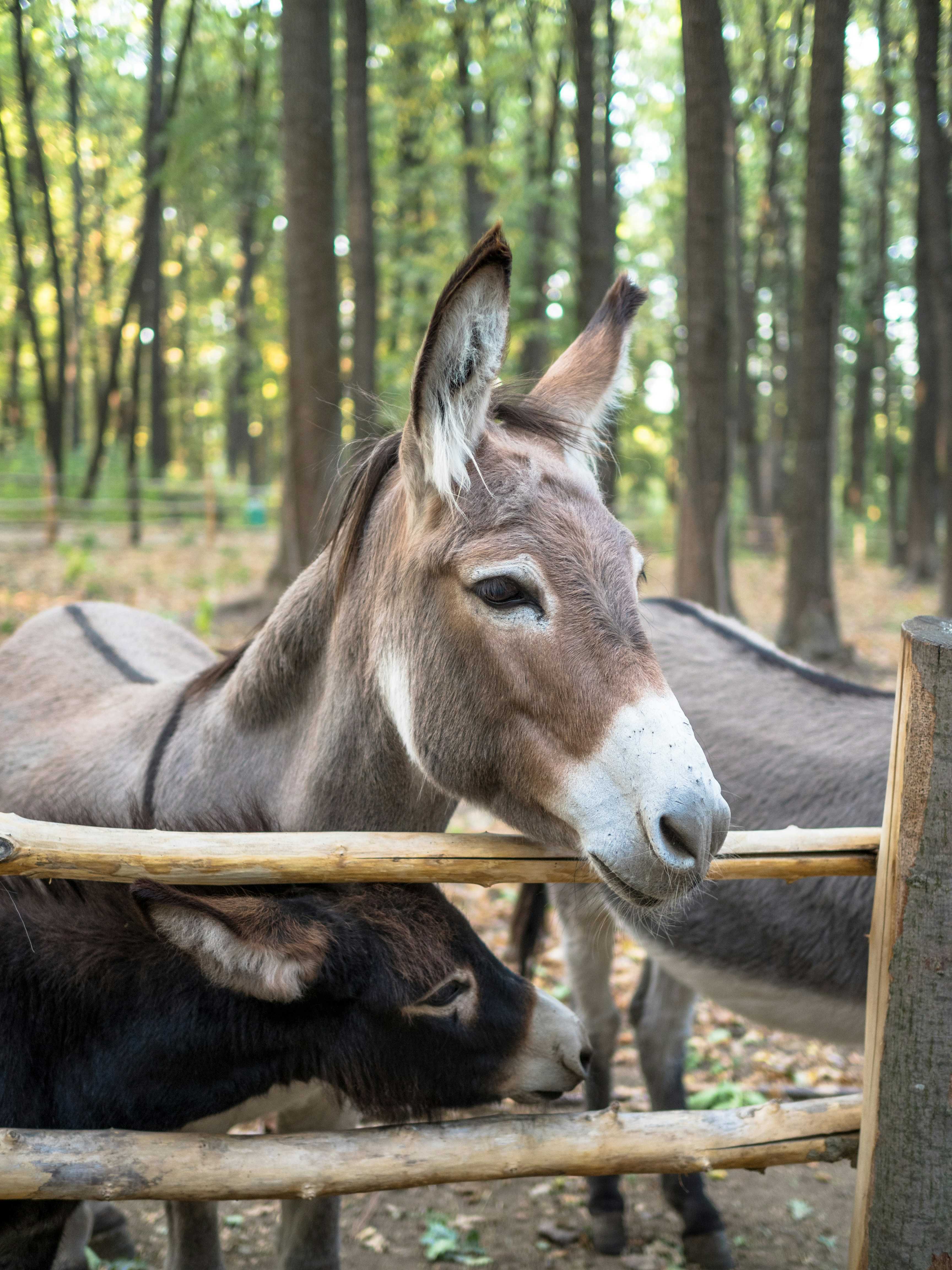 «Burro velho não toma andadura»