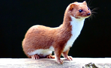 Um animal com nomes carinhosos em várias línguas