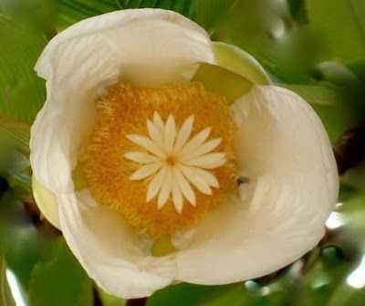 «Árvore das patacas» e quatro outras expressões 