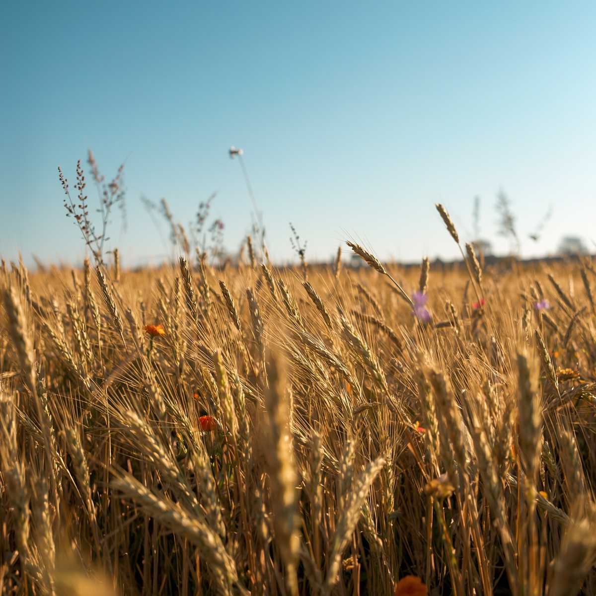 «Em ano bom, o grão é palha; mas no mau, a palha é grão.»