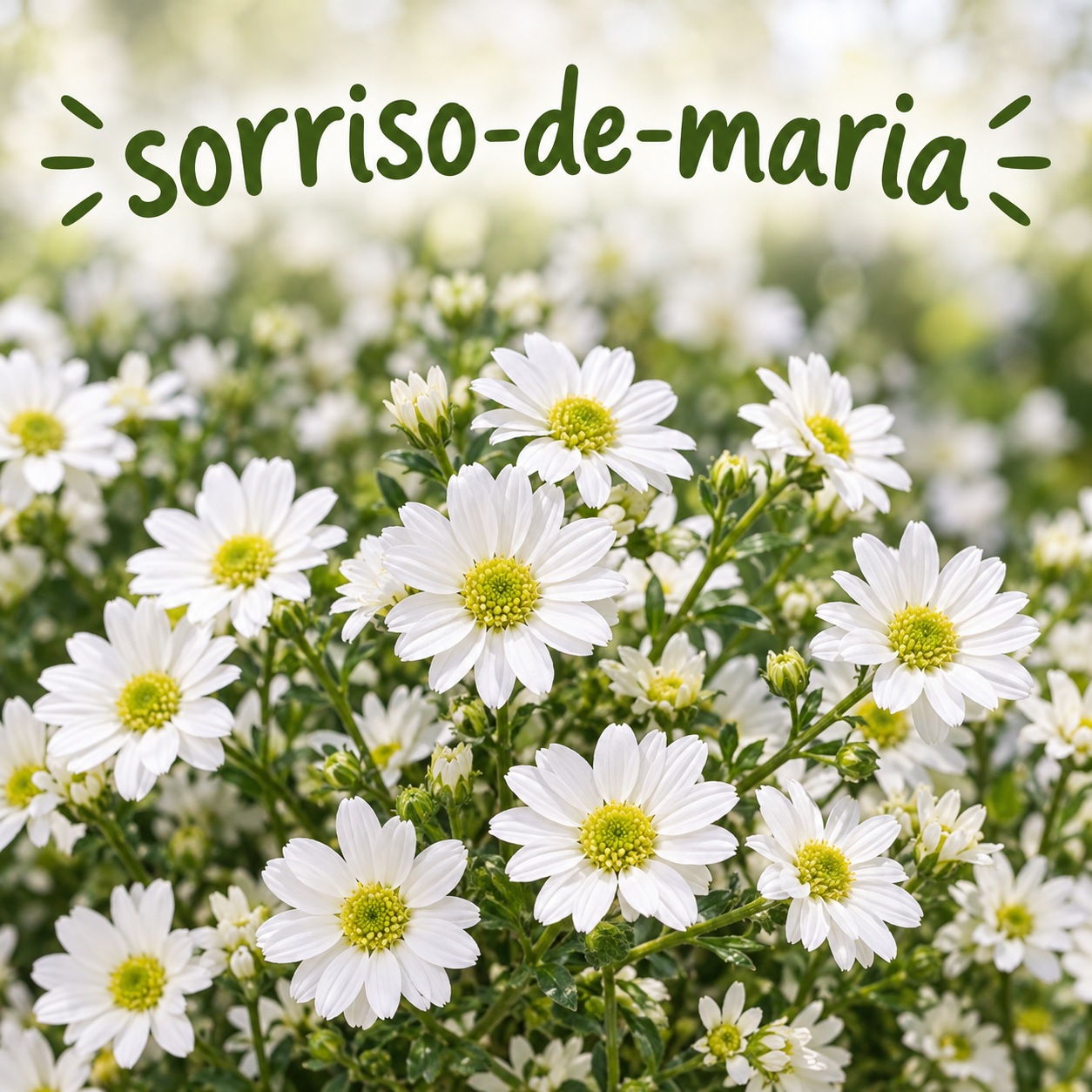 O nome <i>sorriso-<br>-de-maria</i>